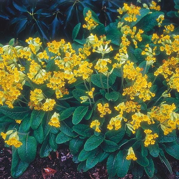 Fothergill's Nature's Helpers Primula Cowslip Seeds