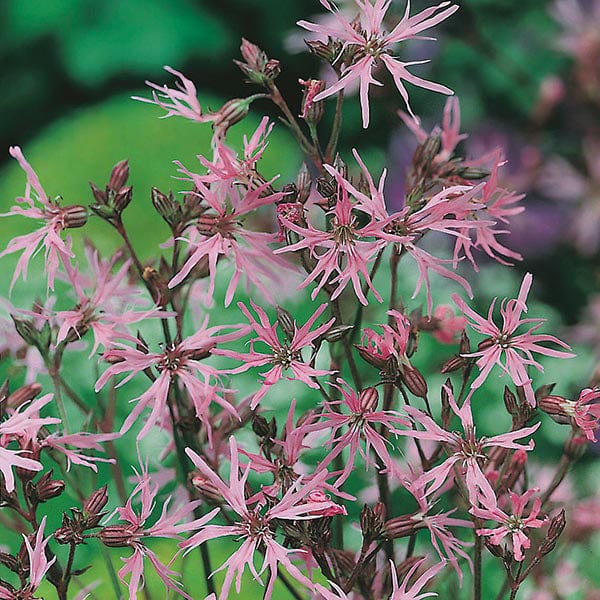 Fothergill's Nature's Helpers Ragged Robin Seeds