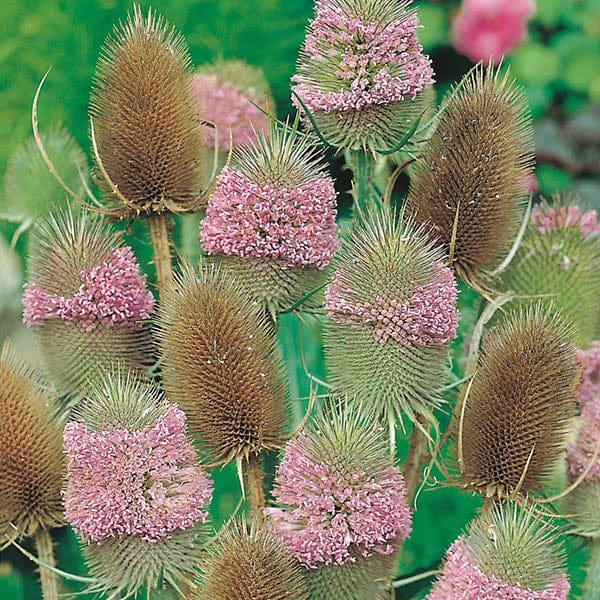 Fothergill's Nature's Helpers Teasel Seeds