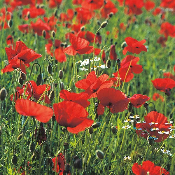 Fothergill's Nature's Helpers Wild Poppy Seeds