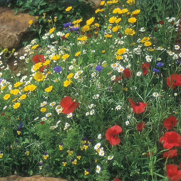 Fothergill's Nature's Helpers Wildflower Cornfield Mixture Seeds