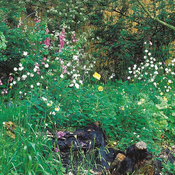 Fothergill's Nature's Helpers Wildflower Hedgerow & Verges Seeds