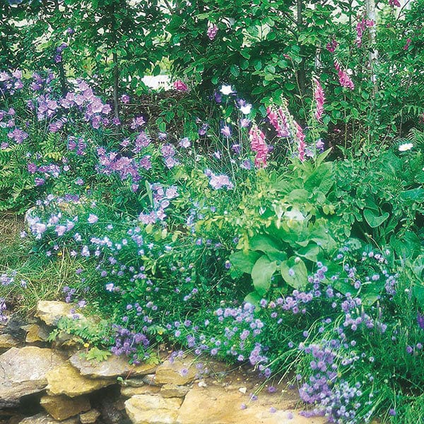 Fothergill's Nature's Helpers Wildflower Woodland Mixture Seeds