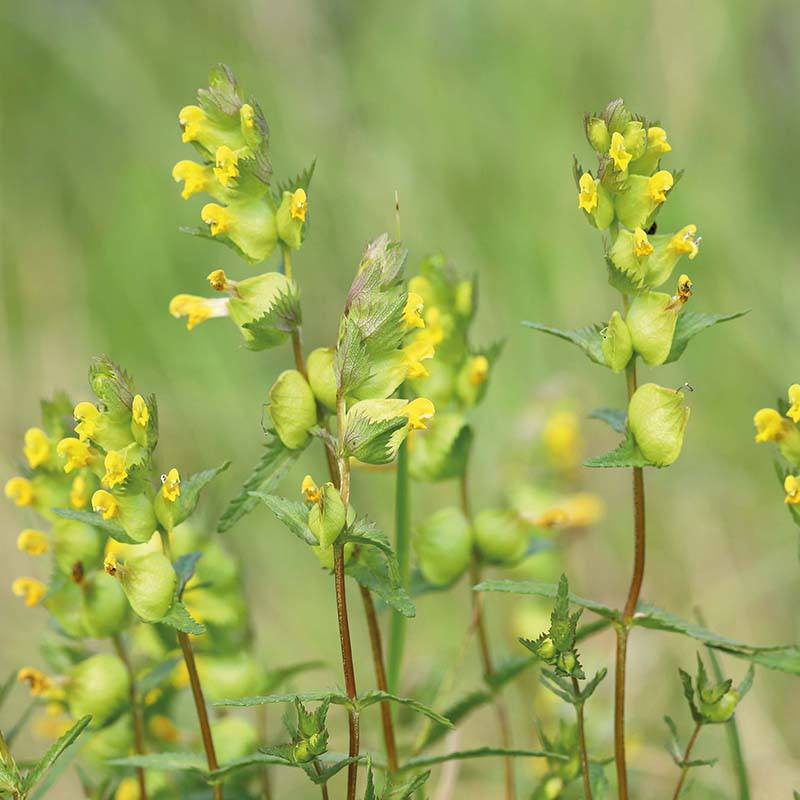 Fothergill's Nature's Helpers Yellow Rattle Wildflower Seeds