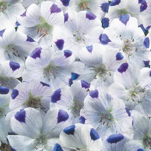 Fothergill's Nemophila Five Spot Seeds