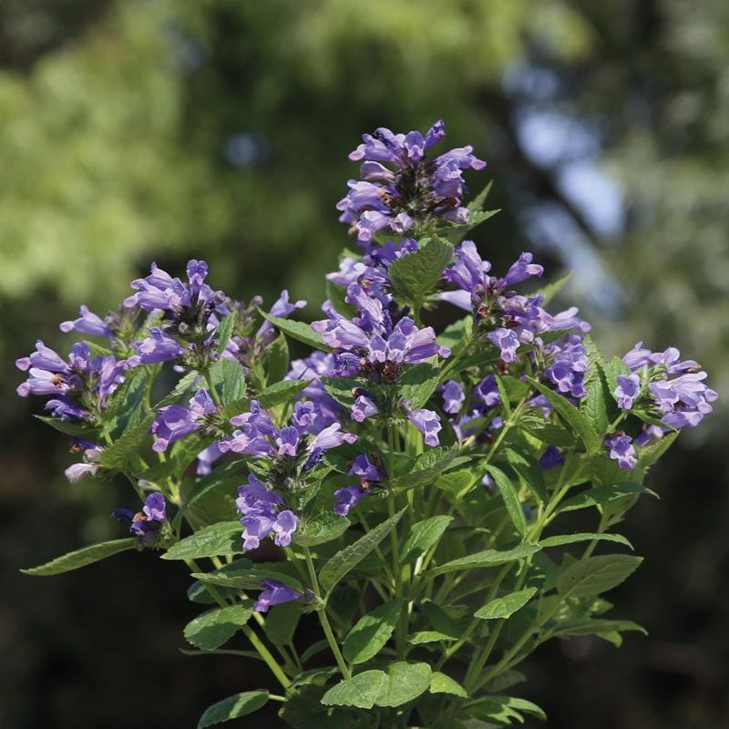 Fothergill's Nepeta Blue Panther Seeds