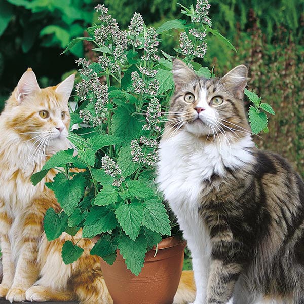 Fothergill's Nepeta Catnip Seeds