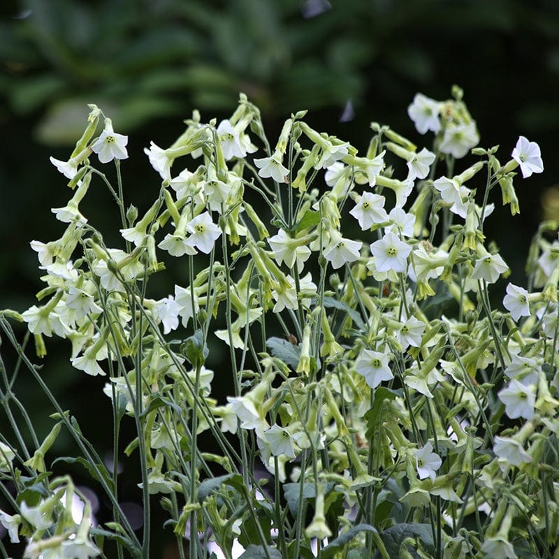Fothergill's Nicotiana Starlight Dancer Flower Seeds