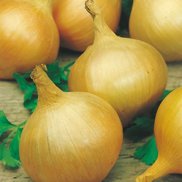 Fothergill's Onion Bedfordshire Champion Seeds