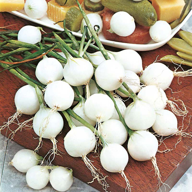 Fothergill's Onion De Paris Silverskin Vegetable Seeds