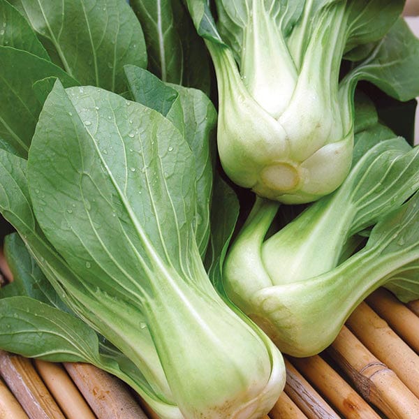 Fothergill's Pak Choi Green Revolution F1 Seeds