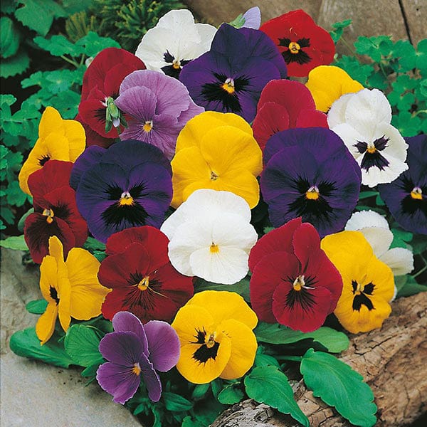 Fothergill's Pansy Mr F's Early Mixed F1 Seeds