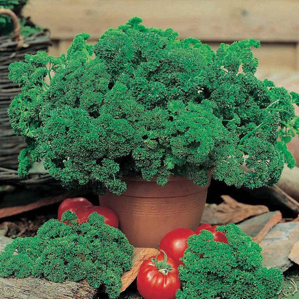 Fothergill's Parsley Aphrodite Seeds