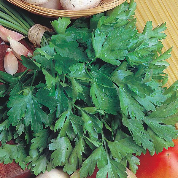 Fothergill's Parsley Giant of Italy Seeds