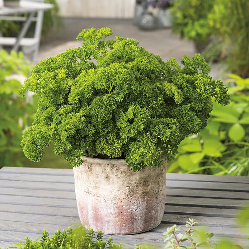 Fothergill's Parsley Moss Curled 2 Seeds