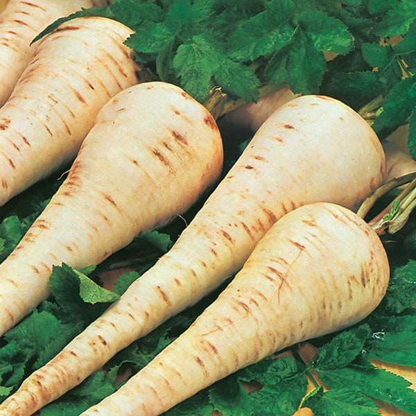 Fothergill's Parsnip Gladiator F1 Seeds