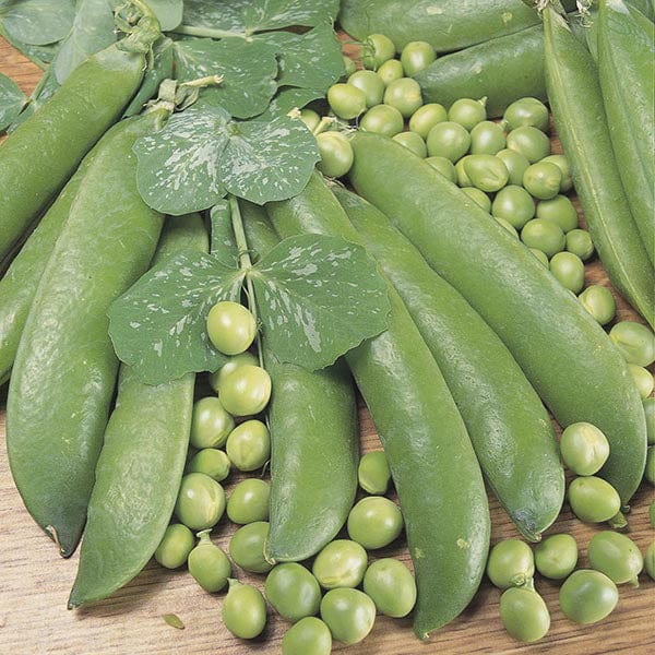 Fothergill's Pea Alderman Seeds