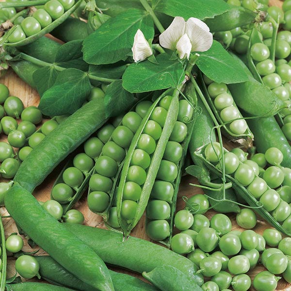 Fothergill's Pea Ambassador Seeds