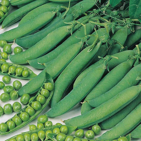 Fothergill's Pea Hurst Green Shaft Seeds