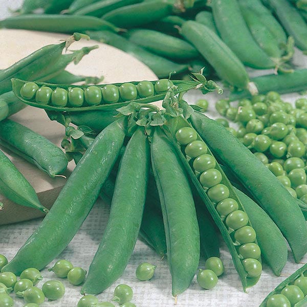 Fothergill's Pea Kelvedon Wonder Seeds