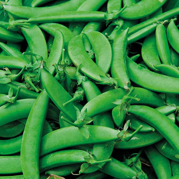 Fothergill's Pea Snap Nairobi Seeds