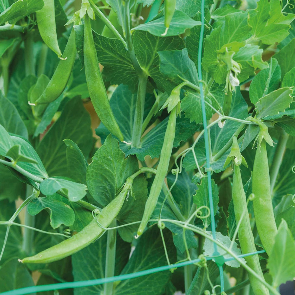 Fothergill's Pea Snap Snak Hero Seeds