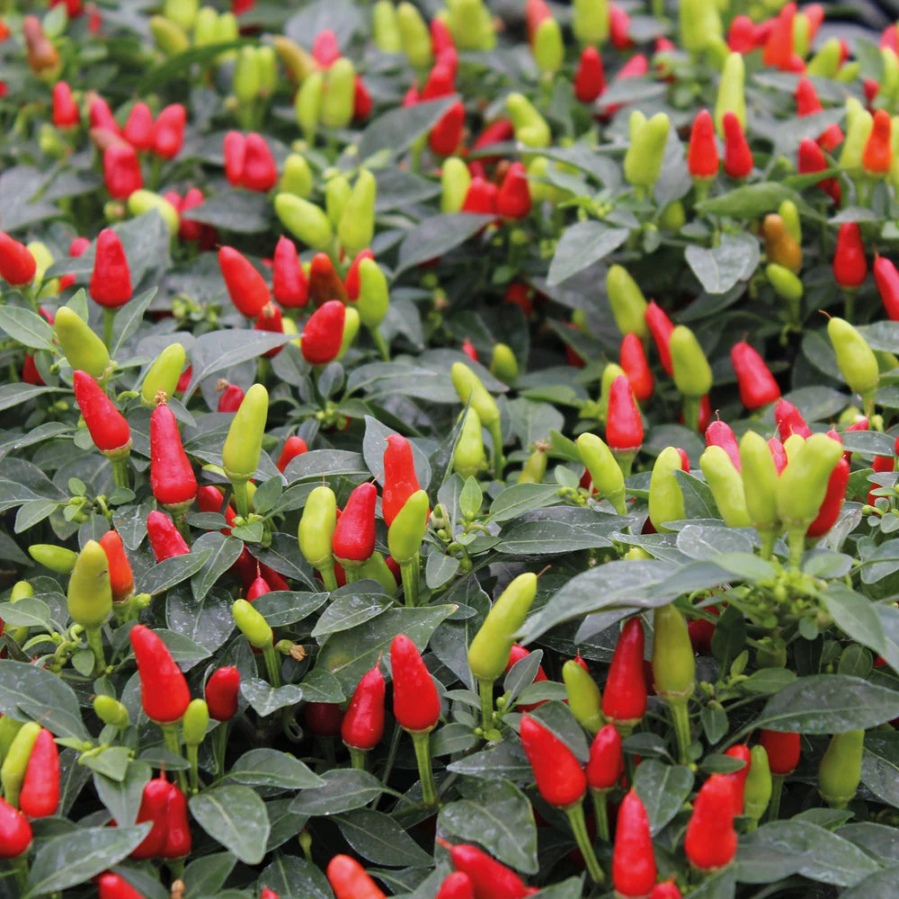 Fothergill's Pepper Hot Fields of Fire Seeds