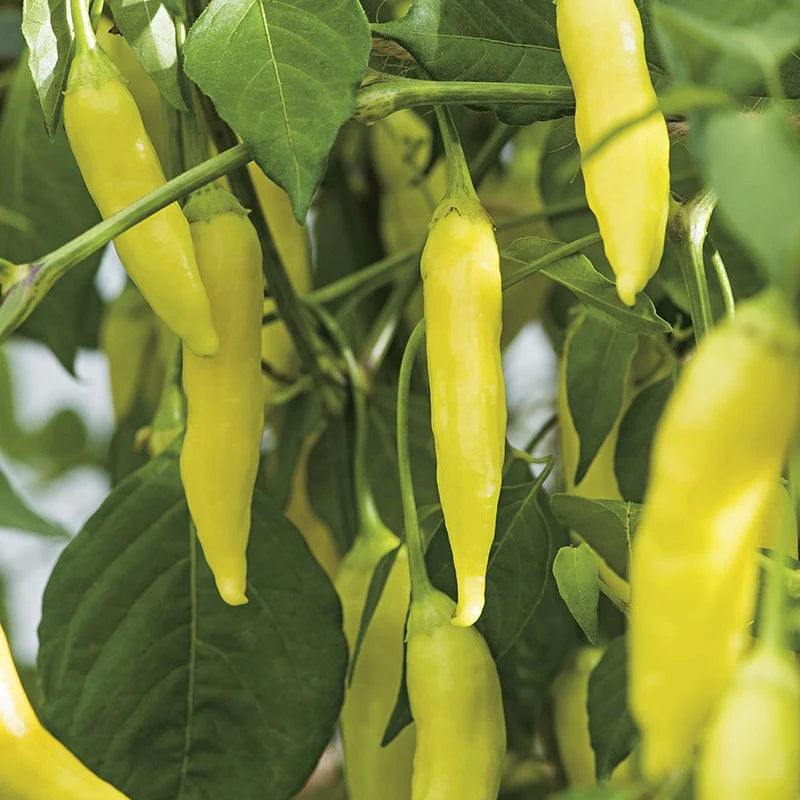 Fothergill's Pepper Hot Havana Gold Seeds