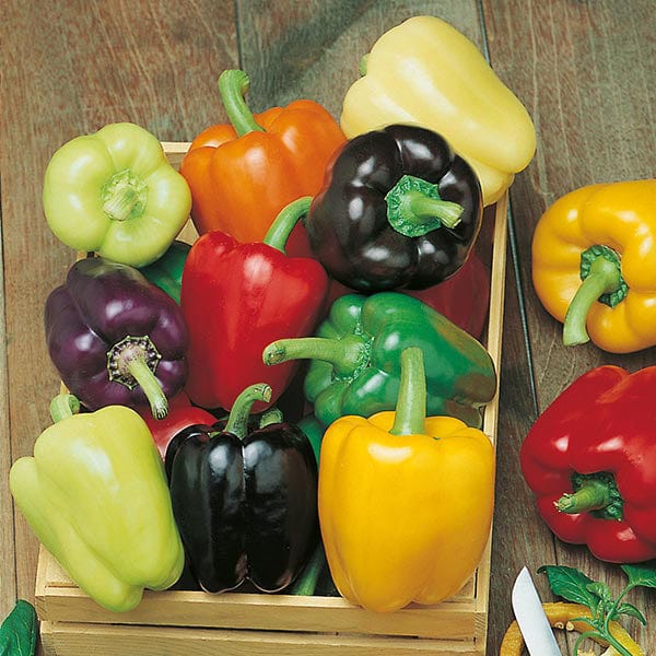 Fothergill's Pepper Sweet Colour Spectrum Seeds