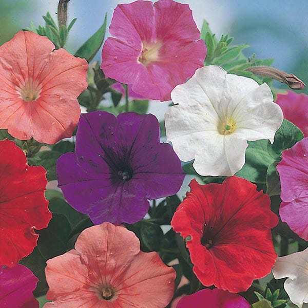 Fothergill's Petunia Confetti Mixed F2 Seeds