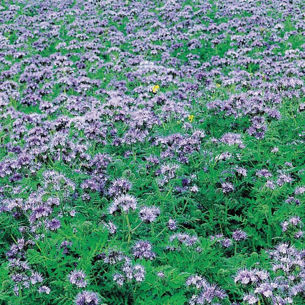 Fothergill's Phacelia Green Manure Tanacetifolia Seeds
