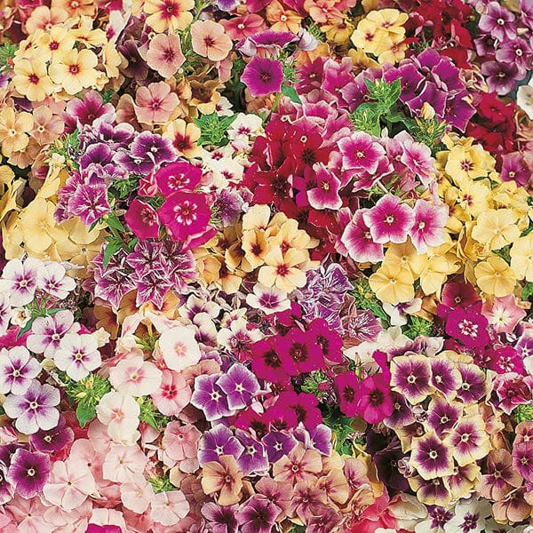 Fothergill's Phlox Tapestry Seeds
