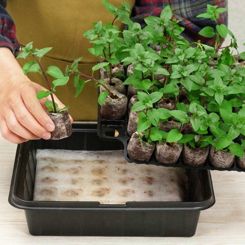 Fothergill’s Plantable Pellets Greenhouse Kit