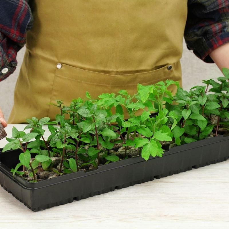 Fothergill’s 36 Plantable Pellets Greenhouse Kit
