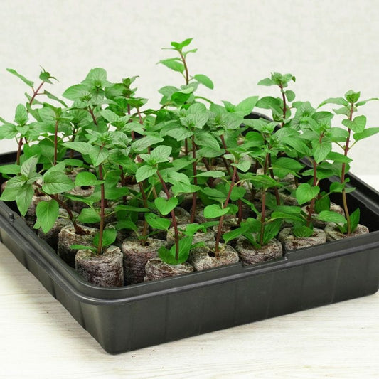 Fothergill’s Plantable Pellets Greenhouse Kit