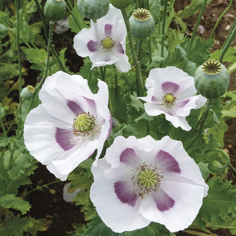 Fothergill's Poppy Maanzaad Seeds