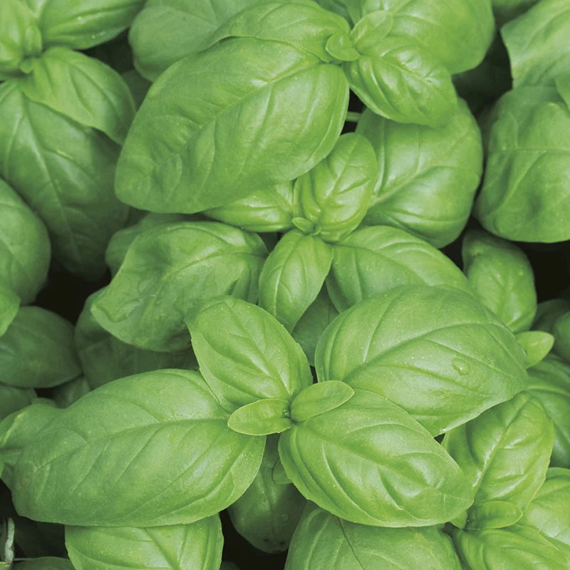 Fothergill's RHS Basil Aroma 2 F1 Seeds
