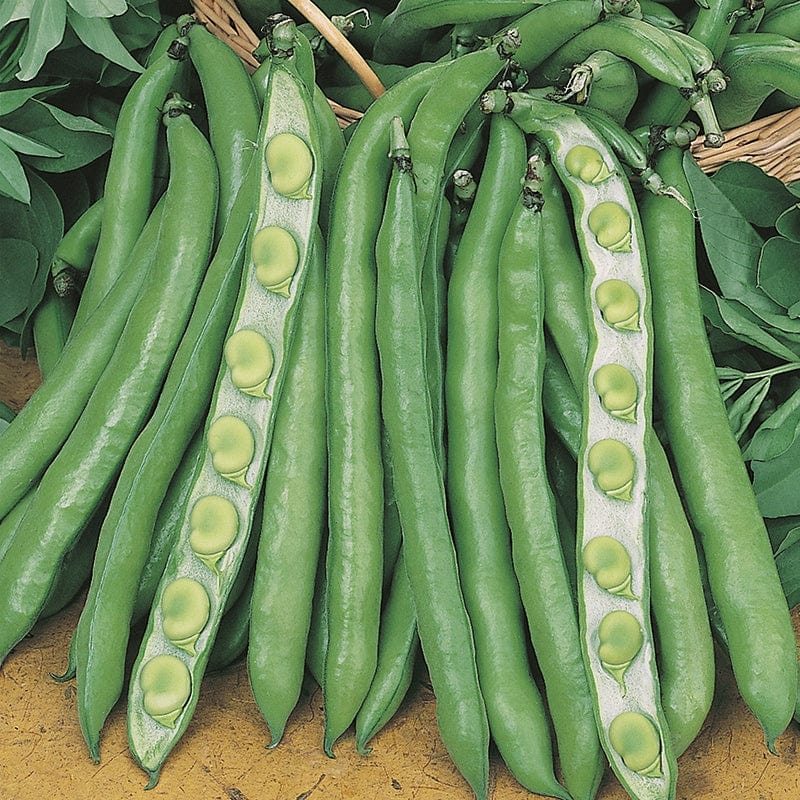 Fothergill's RHS Broad Bean Imperial Green Longpod Seeds