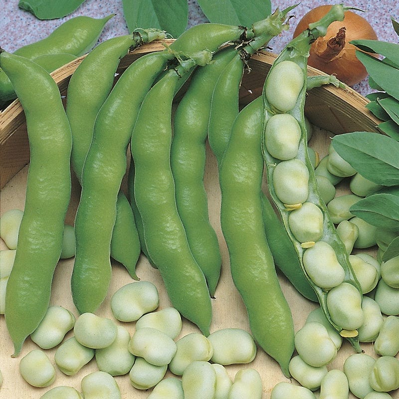 Fothergill's RHS Broad Bean Suprifin Seeds