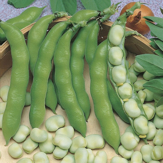 Fothergill's RHS Broad Bean Suprifin Seeds