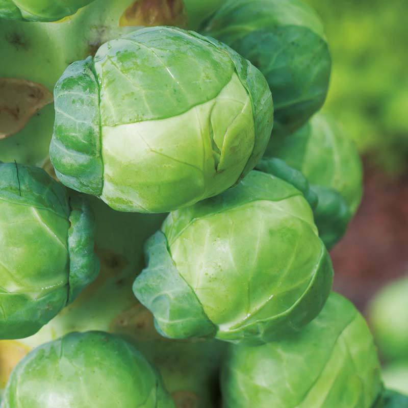Fothergill's RHS Brussels Sprout Seeds