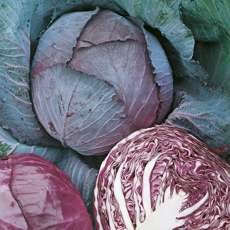 Fothergill's RHS Cabbage Red Rookie F1 Seeds