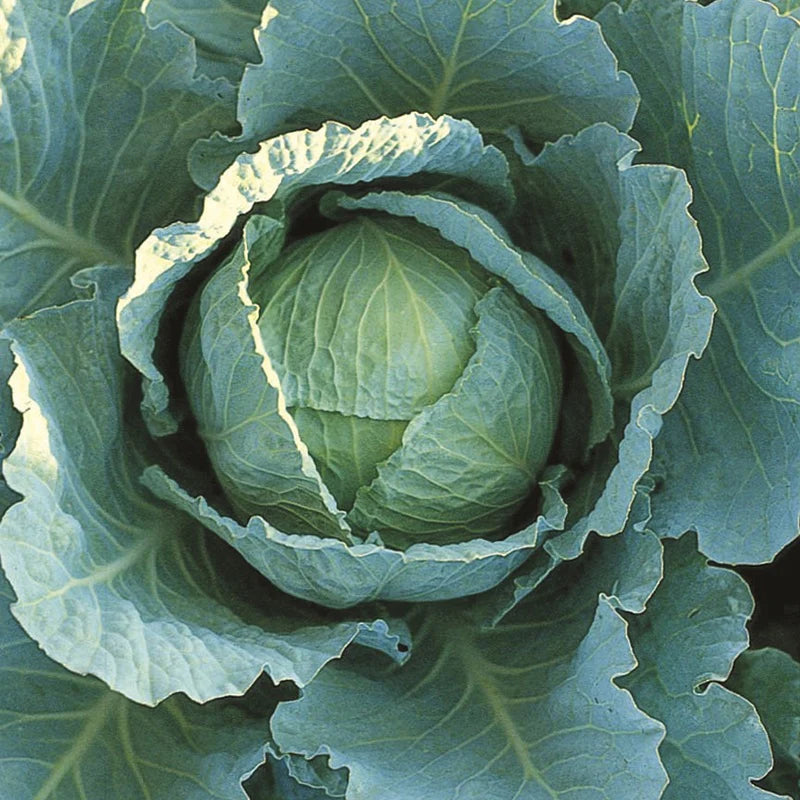 Fothergill's RHS Cabbage Savoy Tundra F1 Seeds