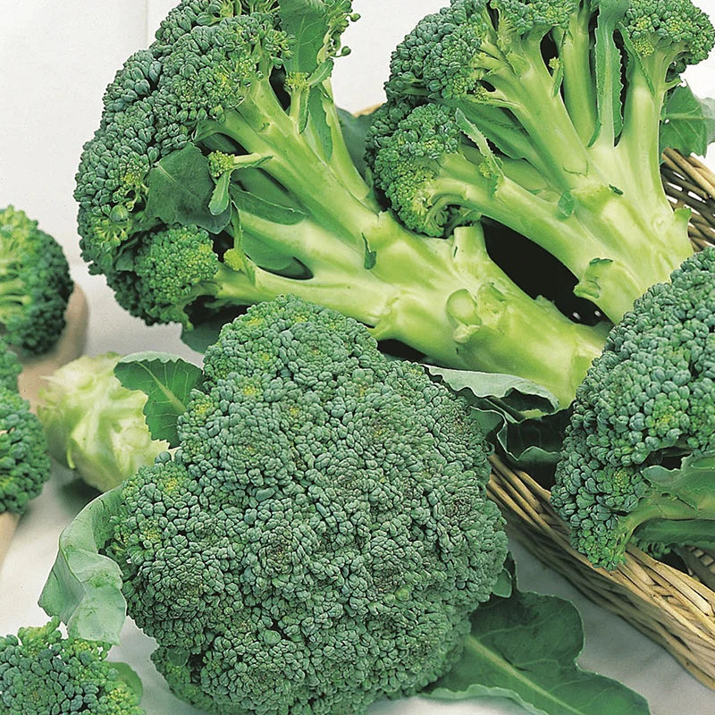Fothergill's RHS Calabrese Marathon F1 Seeds