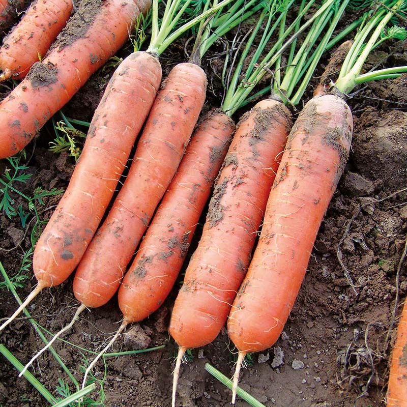 Fothergill's RHS Carrot Marion F1 Vegetable Seeds