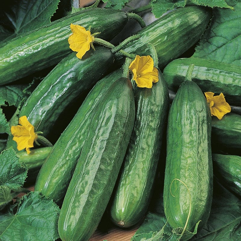 Fothergill's RHS Cucumber Emilie F1 Seeds