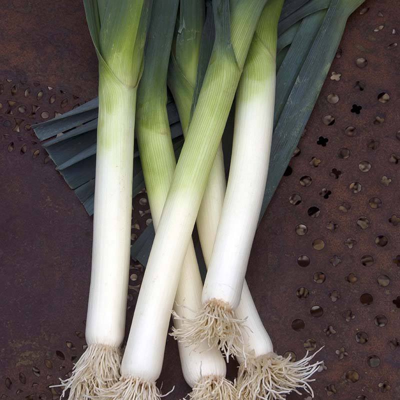 Fothergill's RHS Leek Porbella Vegetable Seeds
