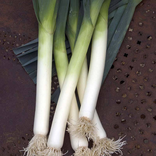 Fothergill's RHS Leek Porbella Vegetable Seeds