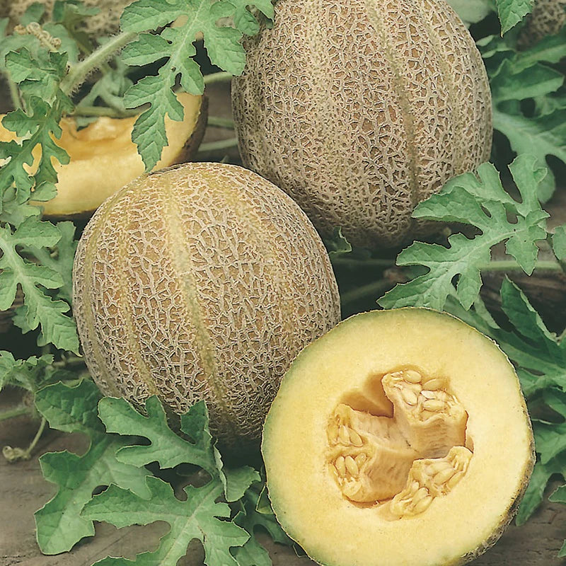 Fothergill's RHS Melon Emir F1 Seeds