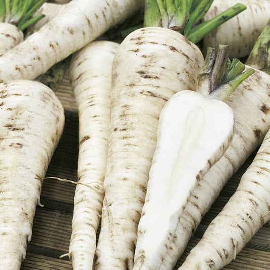 Fothergill's RHS Parsnip Palace F1 Seeds